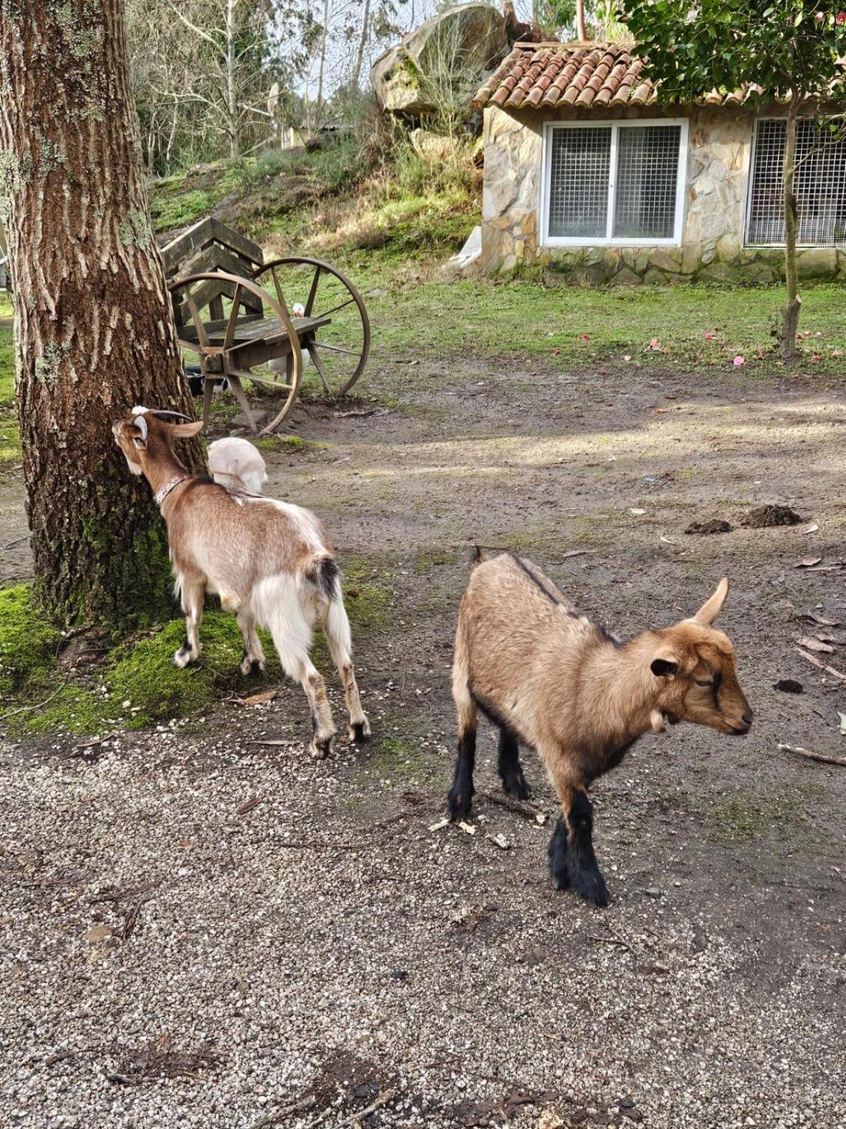 Camping Rural Ria De Arosa 2 Ribeira Eksteriør bilde